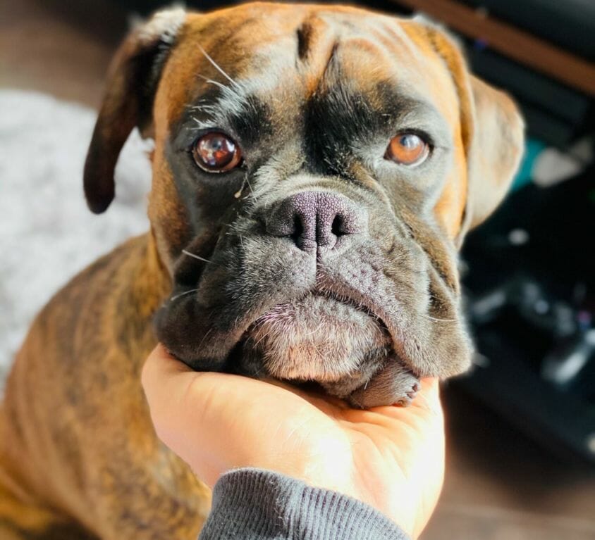 Appleton Paws